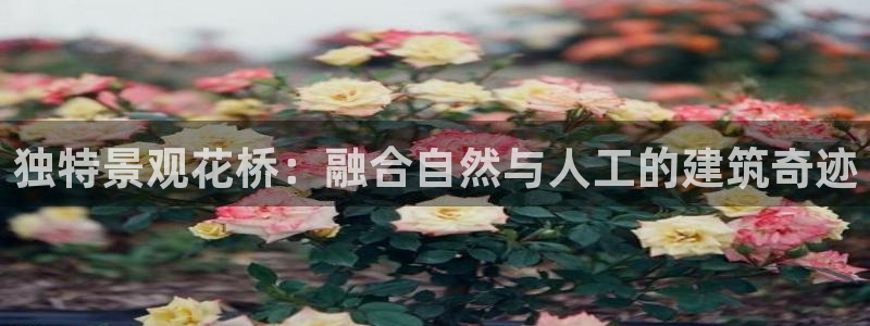 新宝六与新宝gg