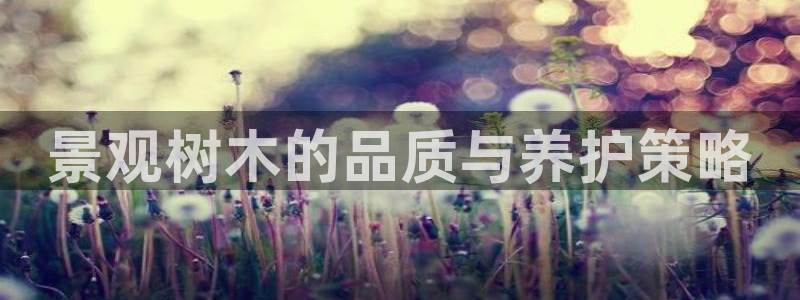 新宝gg代理条件