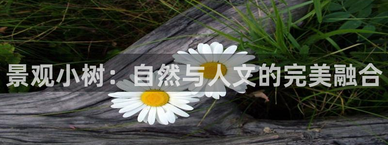 新宝gg代理条件