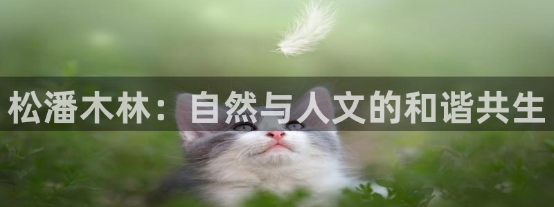 新宝gg如何代理