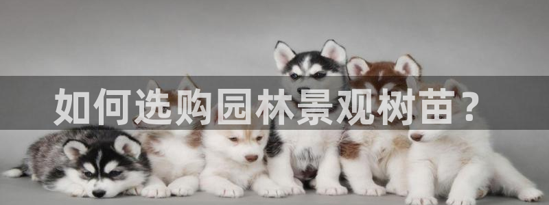 新宝gg创建奇迹