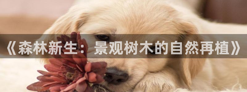 新宝gg登录网址：《森林新生：景观树木的自然再植》