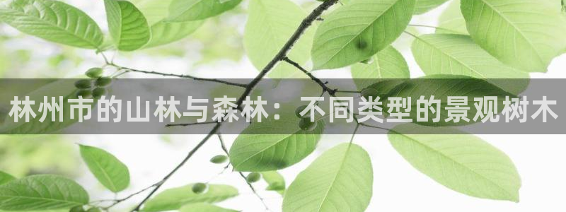 新宝gg平台开户