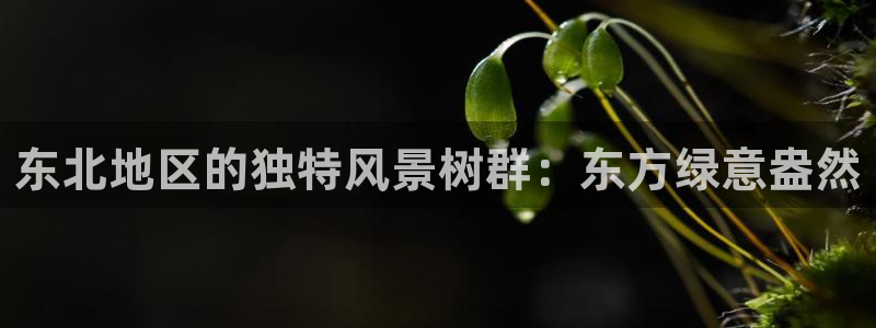 新宝gg 奇迹