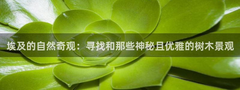 新宝gg平台开户