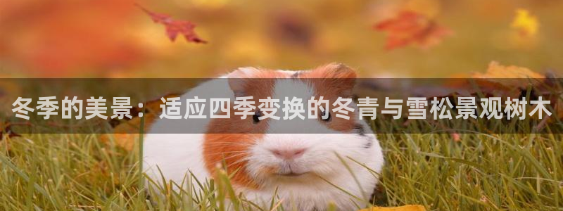 新宝gg手机