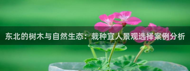 新宝gg创：东北的树木与自然生态：栽种宜人景观选择案例分析