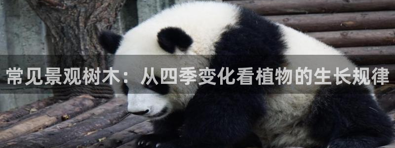 新宝gg官网