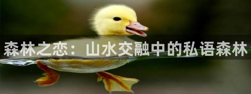 新宝GG卢355051：森林之恋：山水交融中的私语森林