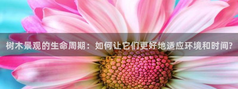 新宝gg主