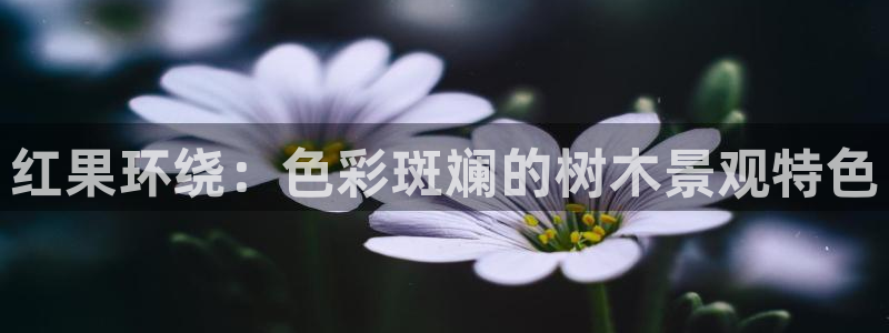 新宝gg手机版下载