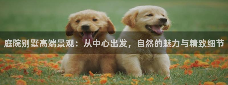 新宝gg是什么
