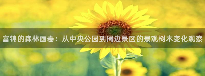 怎么代理新宝gg