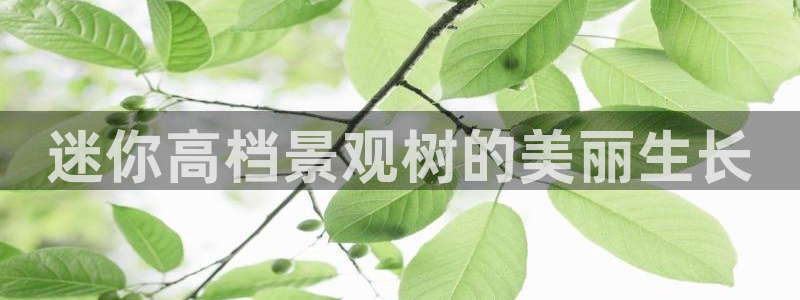新宝GG创造奇：迷你高档景观树的美丽生长