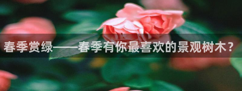 新宝GG创业奇迹:春季赏绿——春季有你最喜欢的景观树木?
